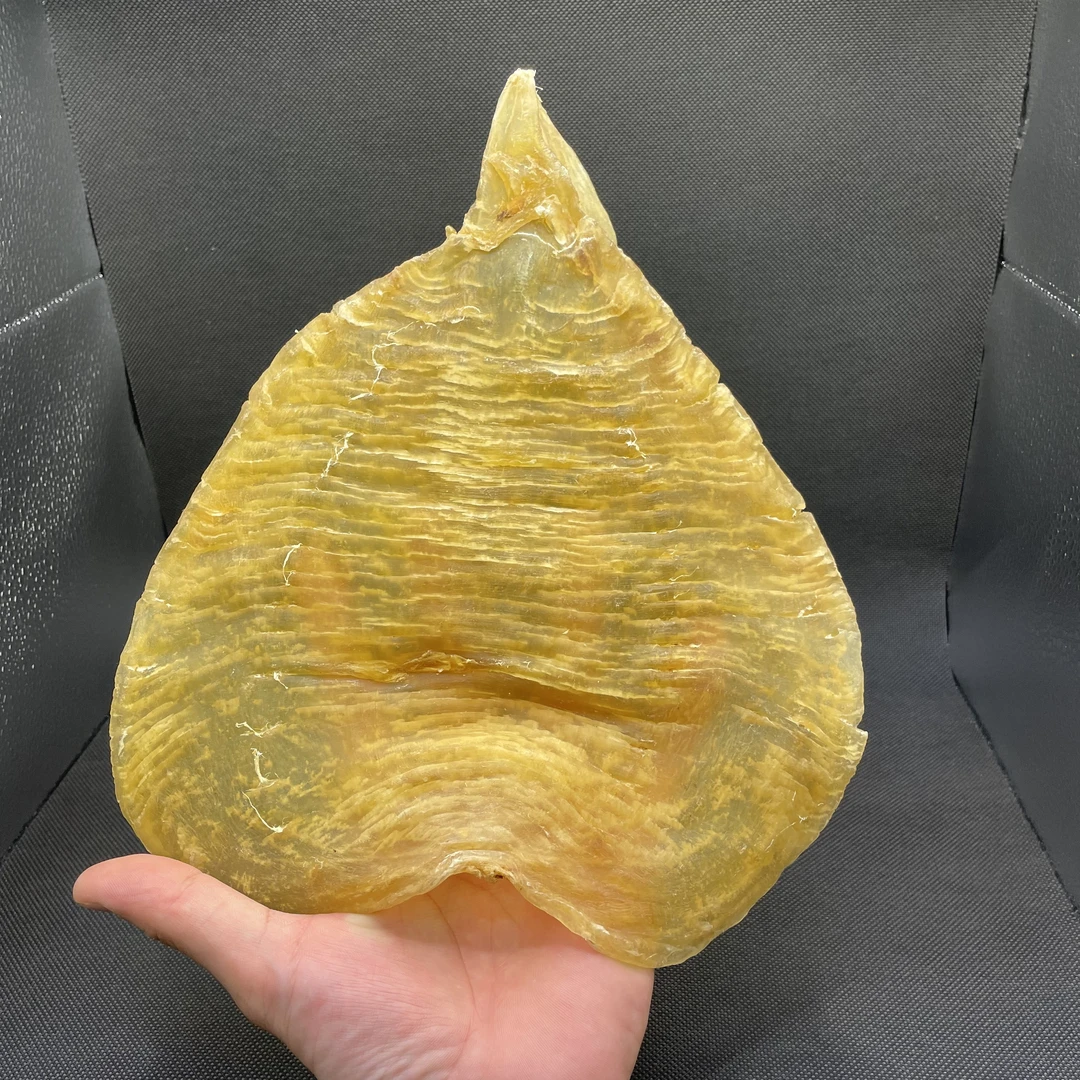 斗湖缅斗—直播间借拍-现称链接——柔肉斗湖鱼胶营养滋补正宗花胶
