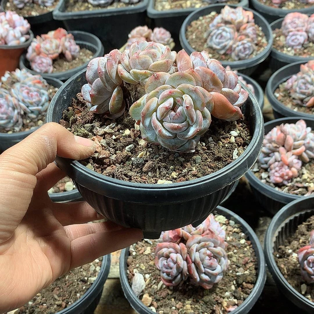 星影多肉植物哈哈56