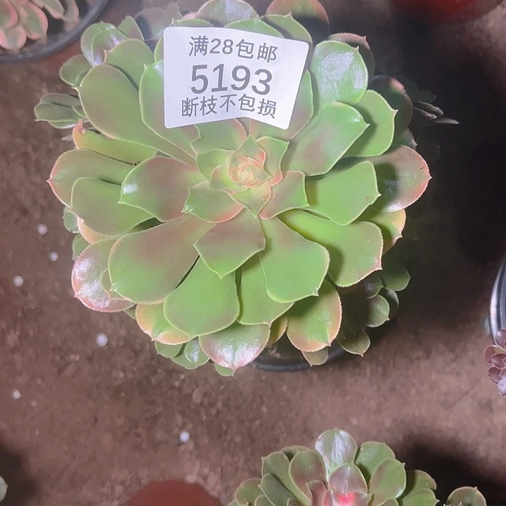 5193香妃多肉植物