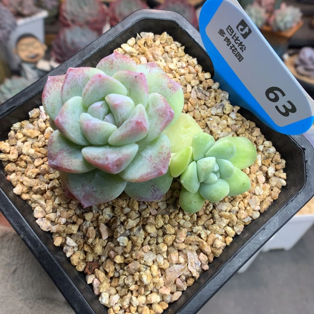 63双头冰玉石化多肉植物