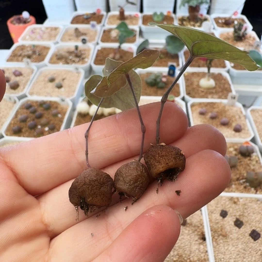 不***好多肉植物福利风铃龟甲龙210