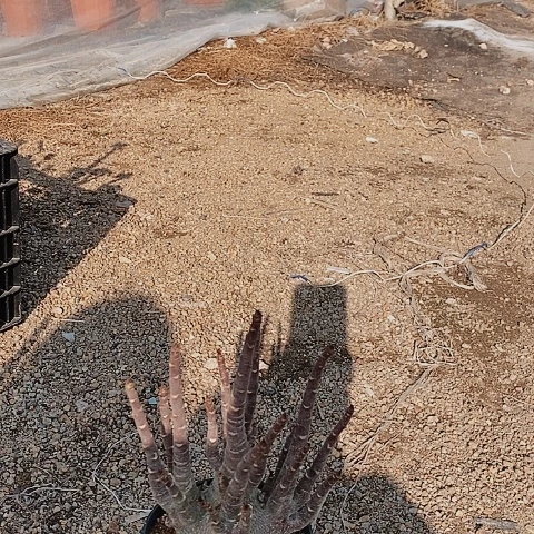 【闪购商品】永***强绿植