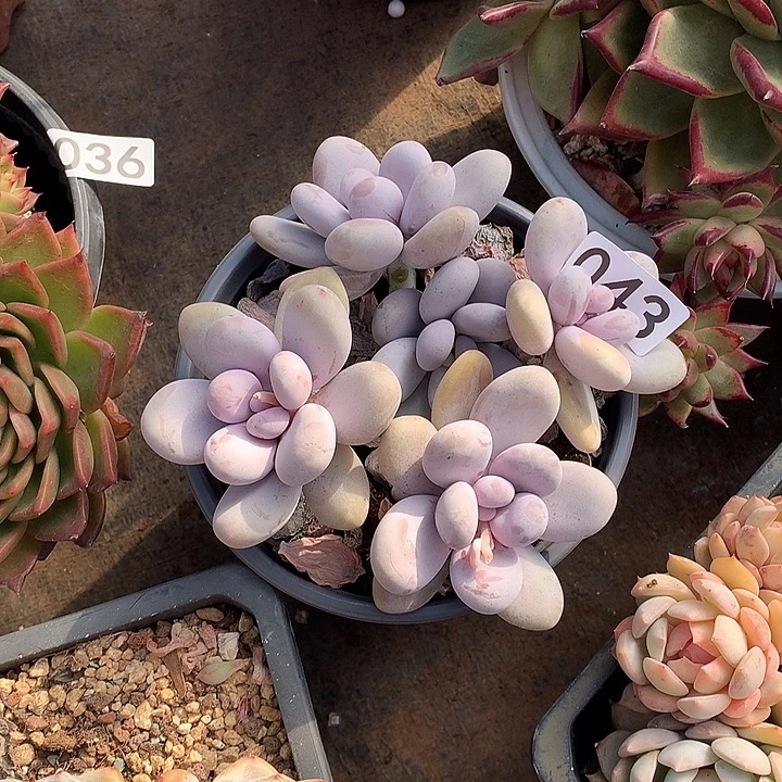 043 一物一拍多肉