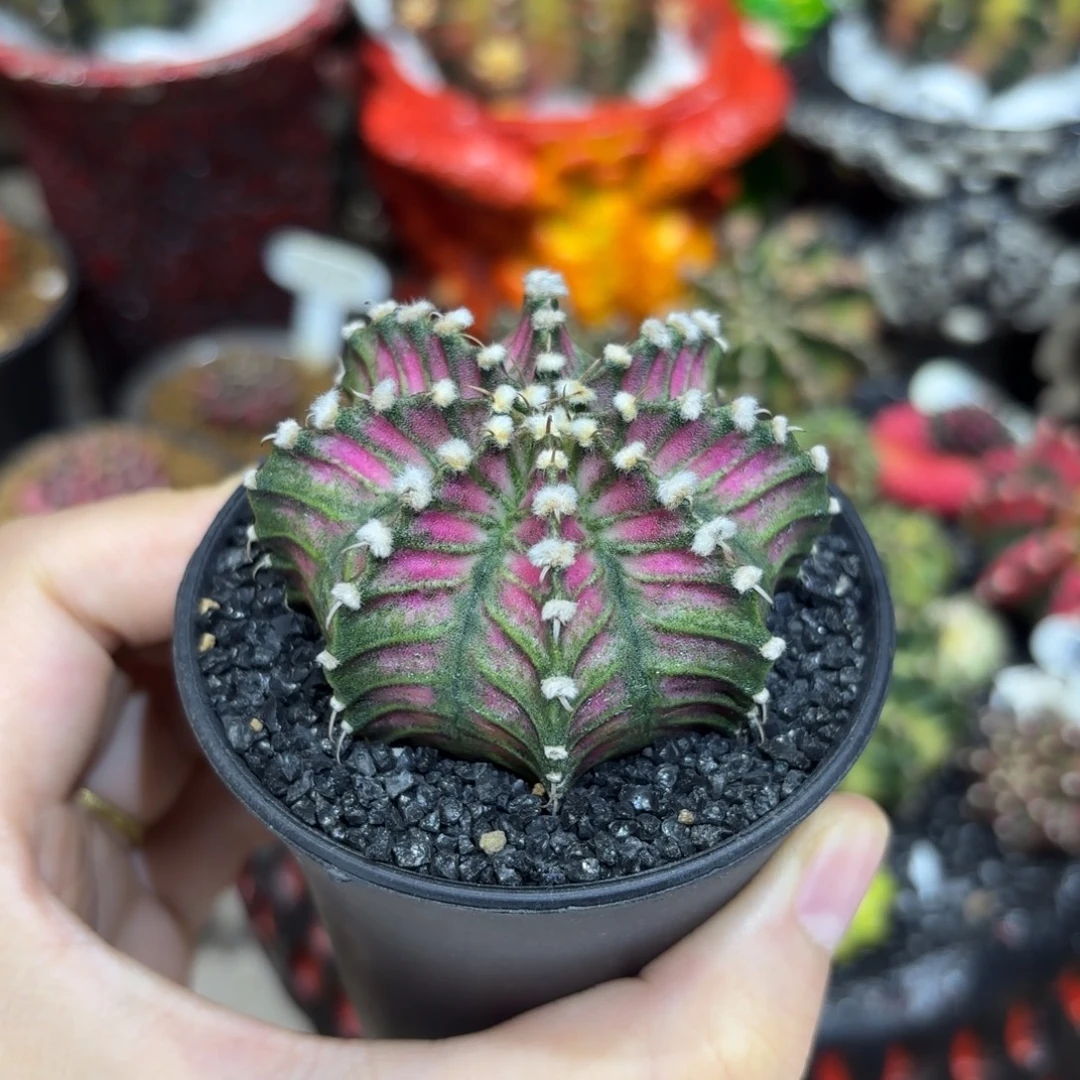 5.8cm超紫肋骨海神福利