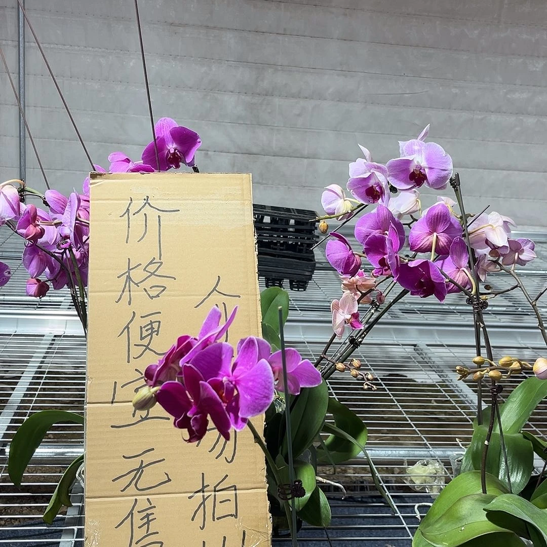l***n完全开放蝴蝶兰花后苗 不售后