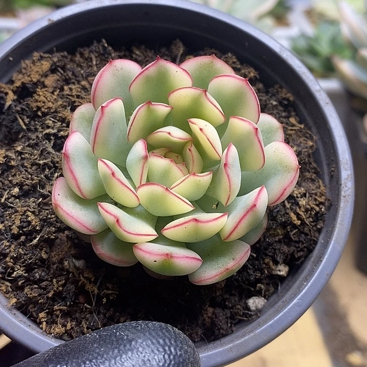 075白腹轮梦幻玫瑰锦锦锦锦