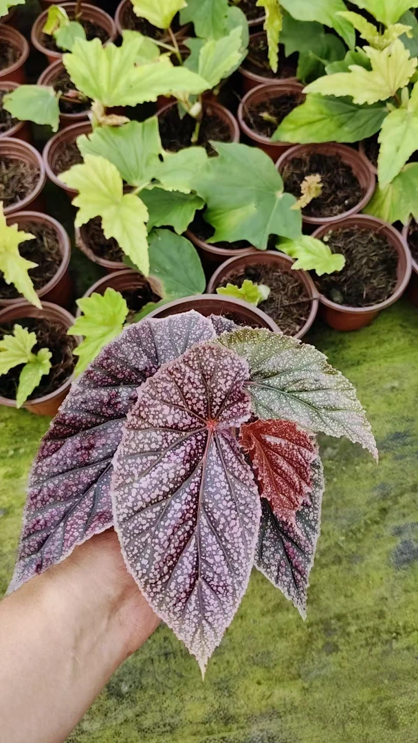 莫里斯秋海棠粉色系热带绿植网红ins风室内阳台观赏植物