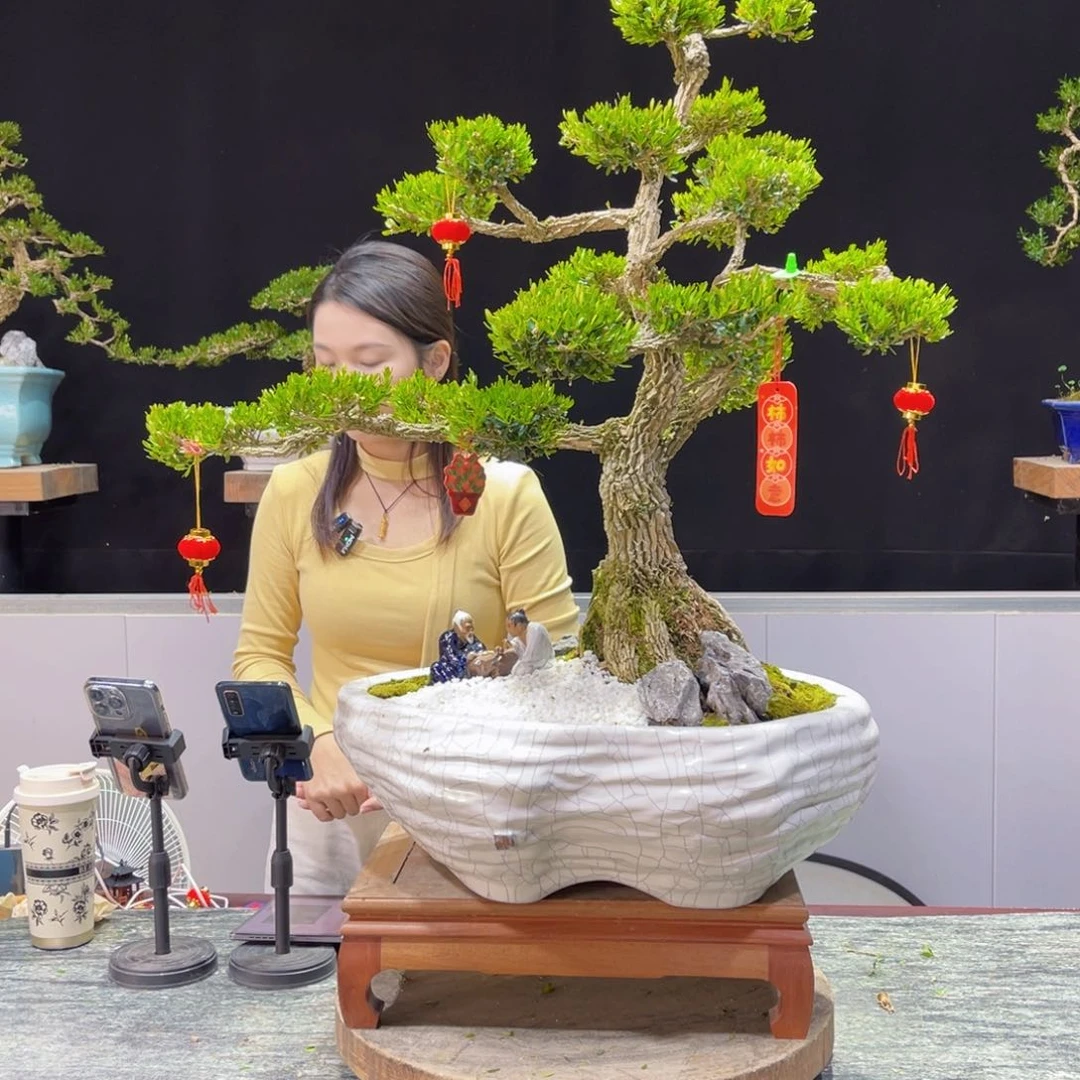 四季常青老桩黄杨盆景