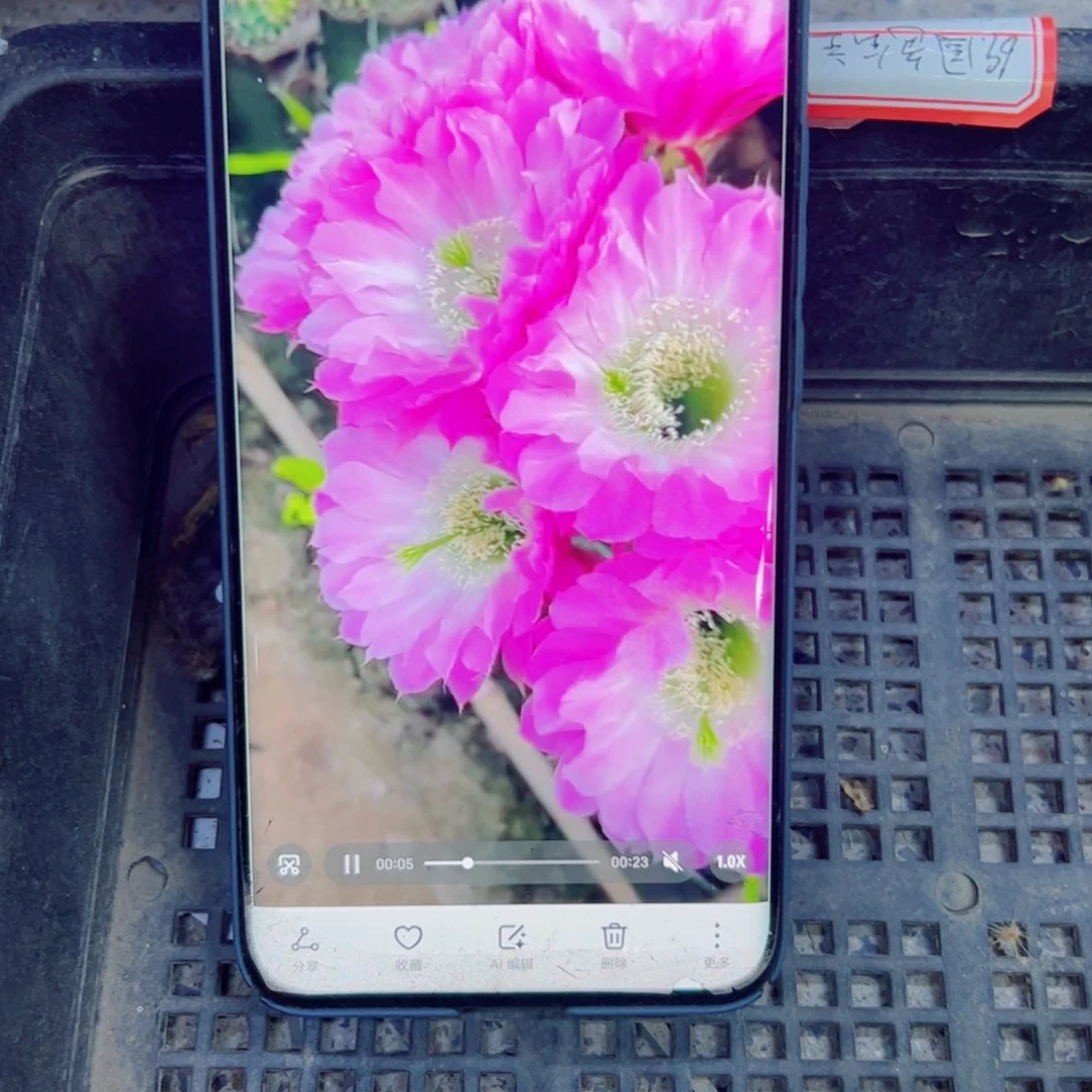 326彩草39 歪无根侧芽4公分左右20包邮