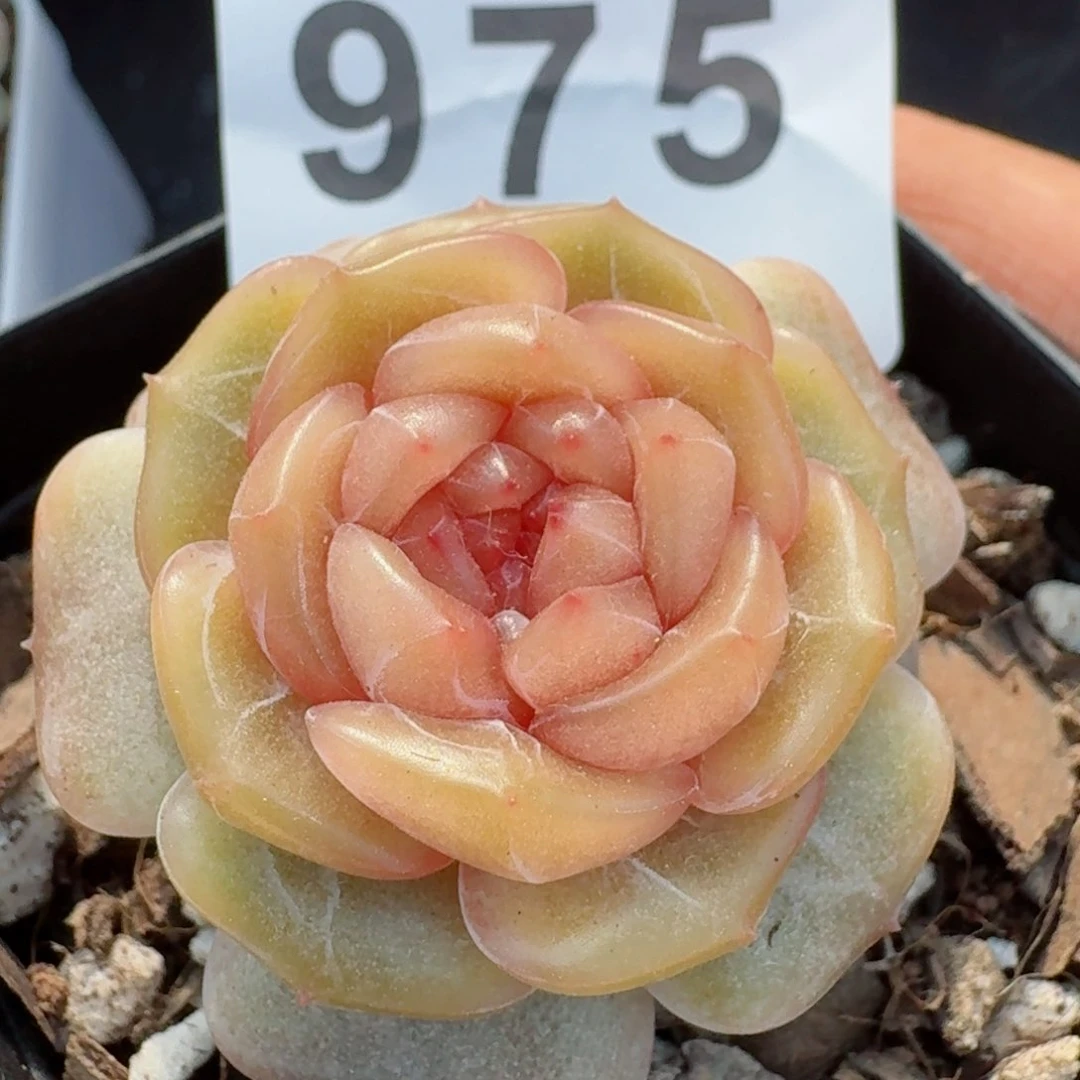 暗香         精品多肉