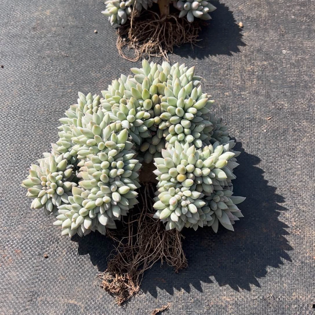 天***语所罗门缀化   天使姐姐 发货