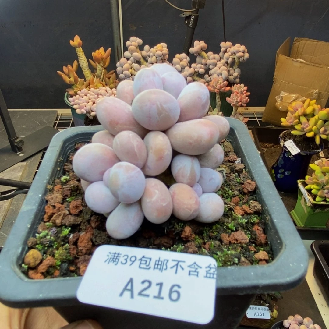 216水光针多肉6c m