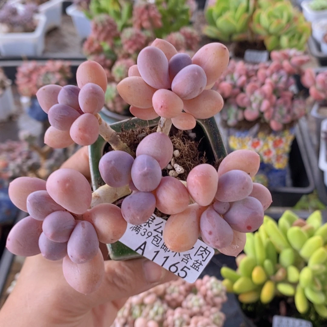 香水手指奶老桩8cm1165多肉植物