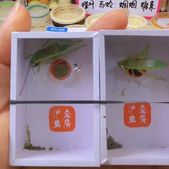凌***翔短须橙杆2啊啊啊啊