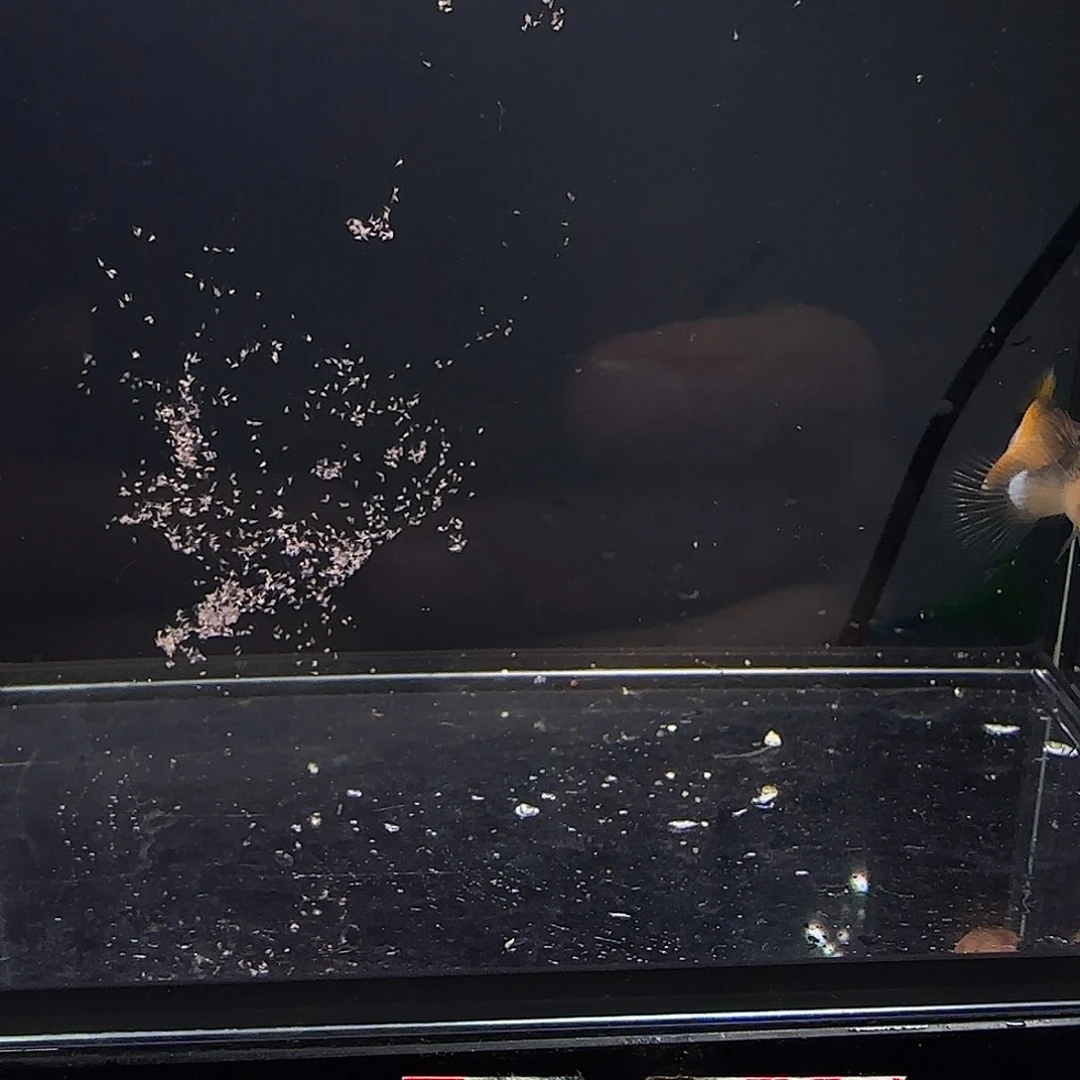 孔雀鱼粉猫一对！！