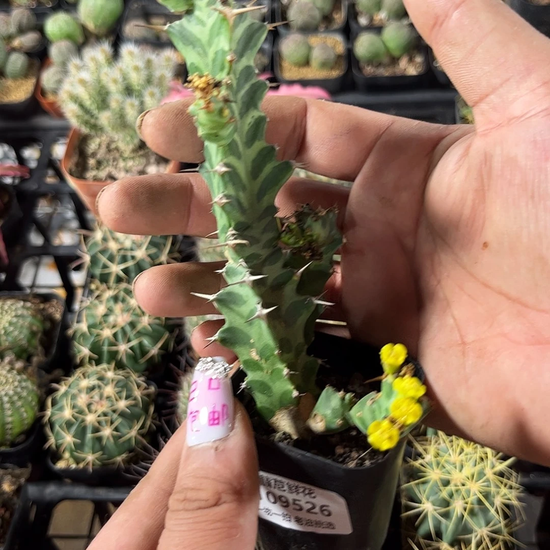十****109526一物一拍单头发货