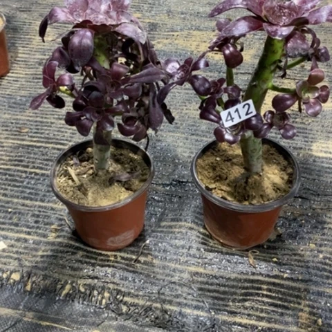 412，2棵多肉植物