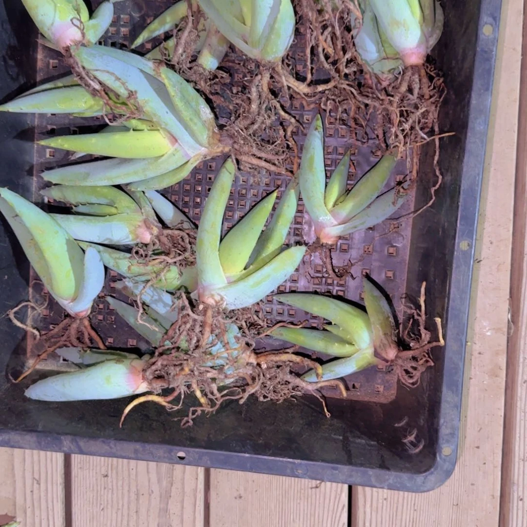 块根植物块根植物