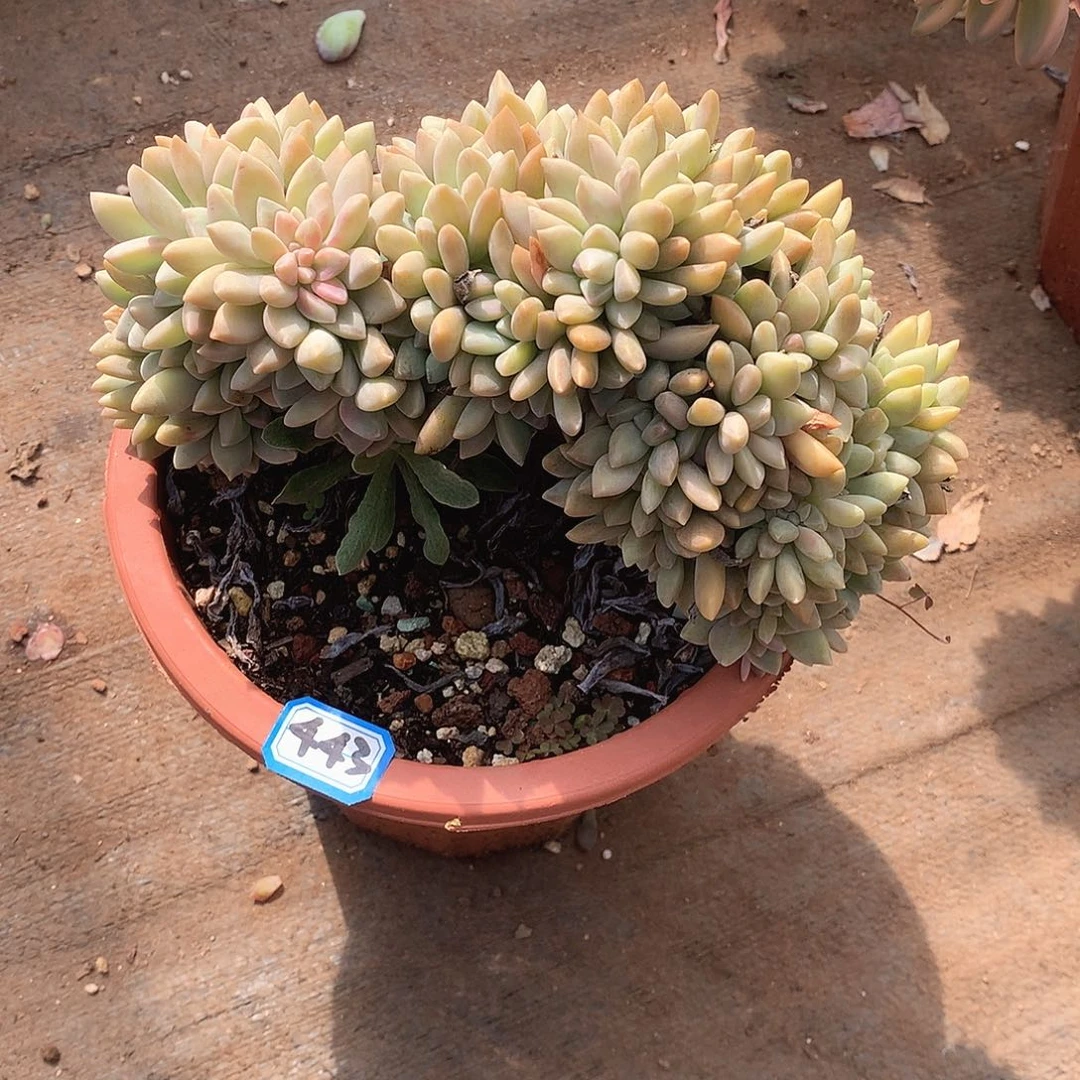 443淡雪缀 一物一拍多肉