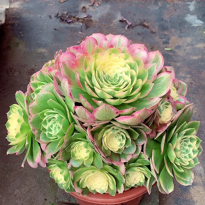 海王捧花，多肉植物