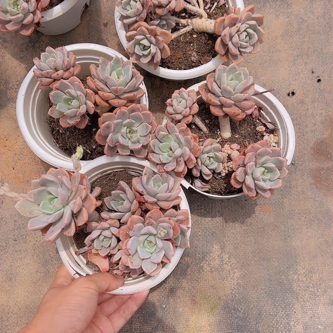 老桩红粉佳人多头大盆白盆二盆