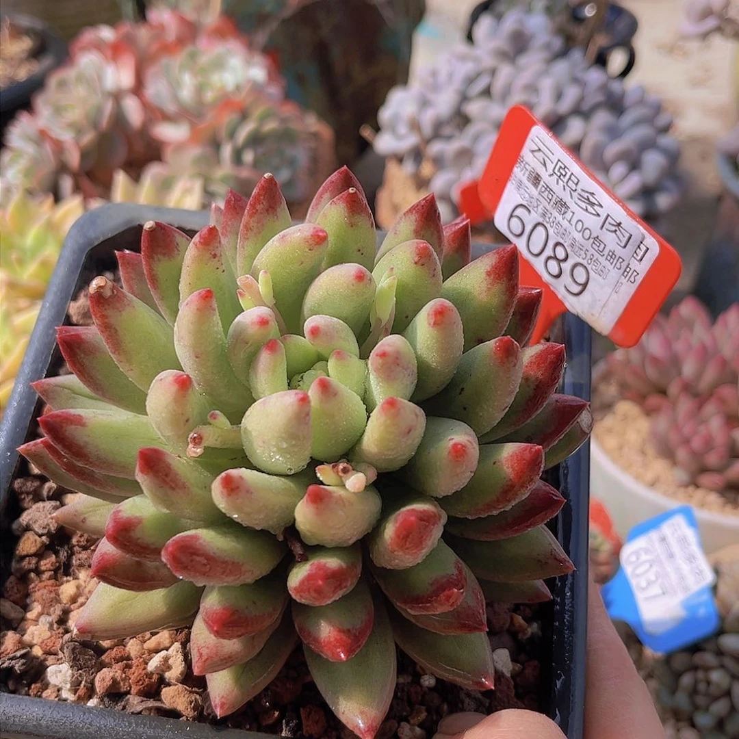 6089二代虞美人。