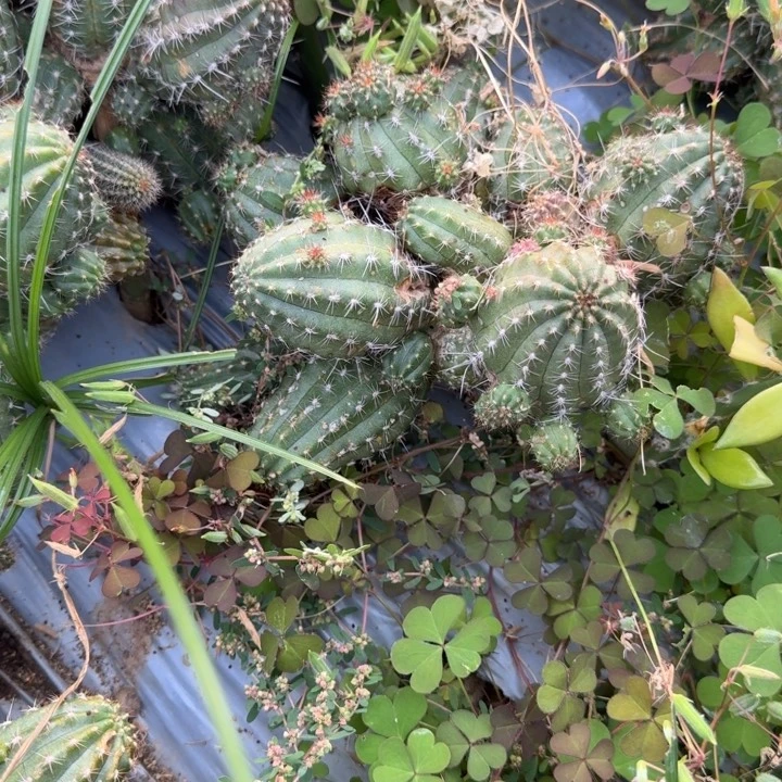 球***生矮胖白檀998群生192