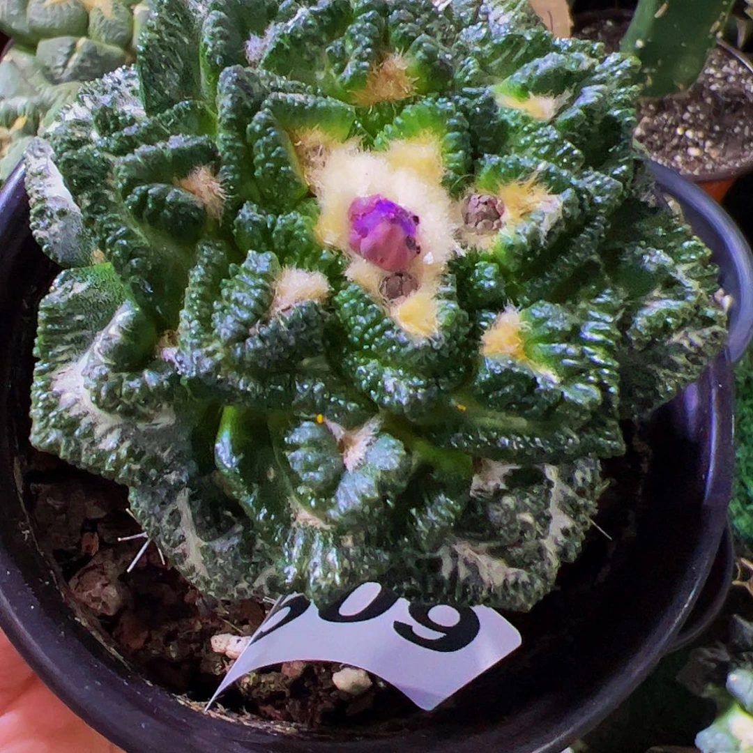 无花朵大尤隔尤辛顿牡丹509