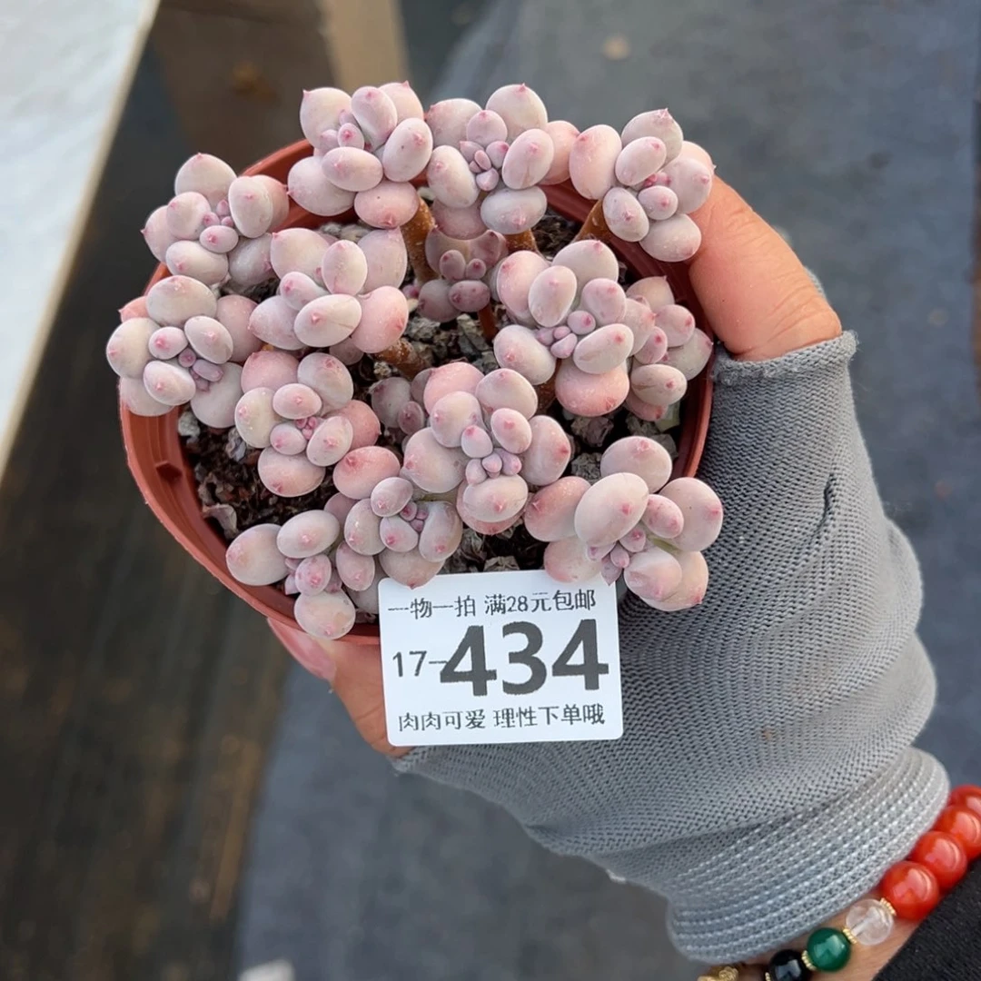 雨****苹果奶多肉多肉多肉多肉