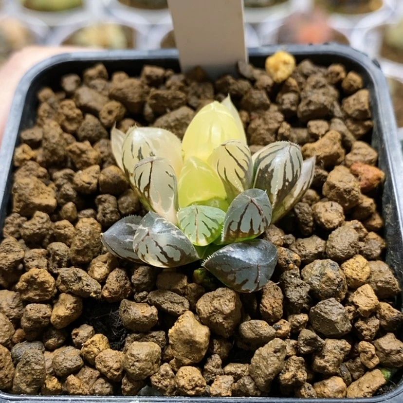 【闪购商品】11小水晶灯