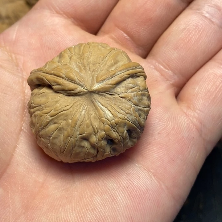 文玩核桃吊坠1****9文玩核桃异形单只