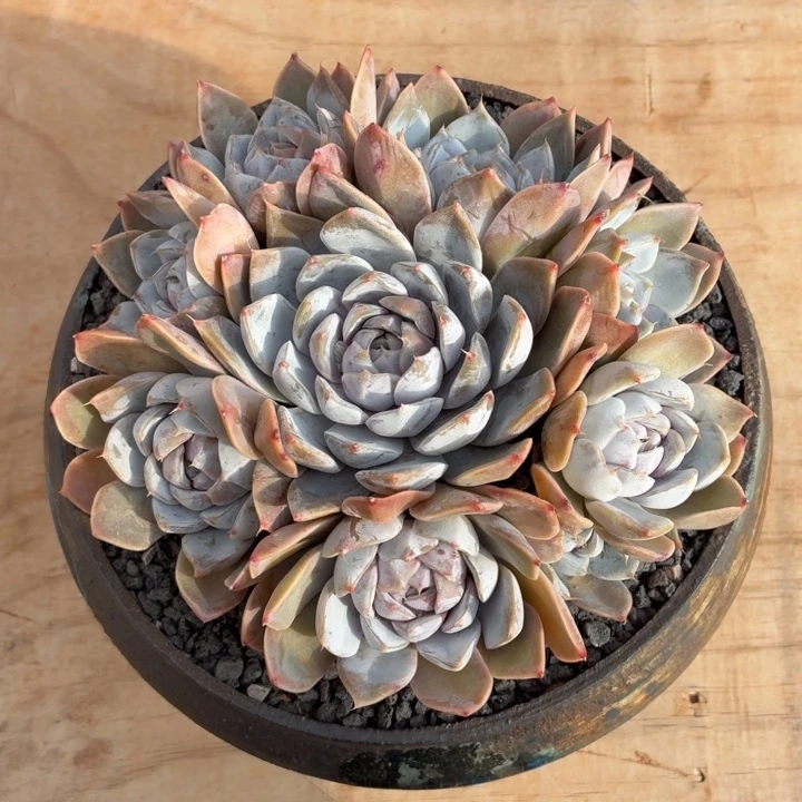 多肉植物 雪兔手捧-4