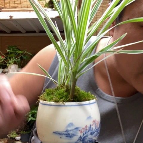 红陶一物一拍所见即所得194