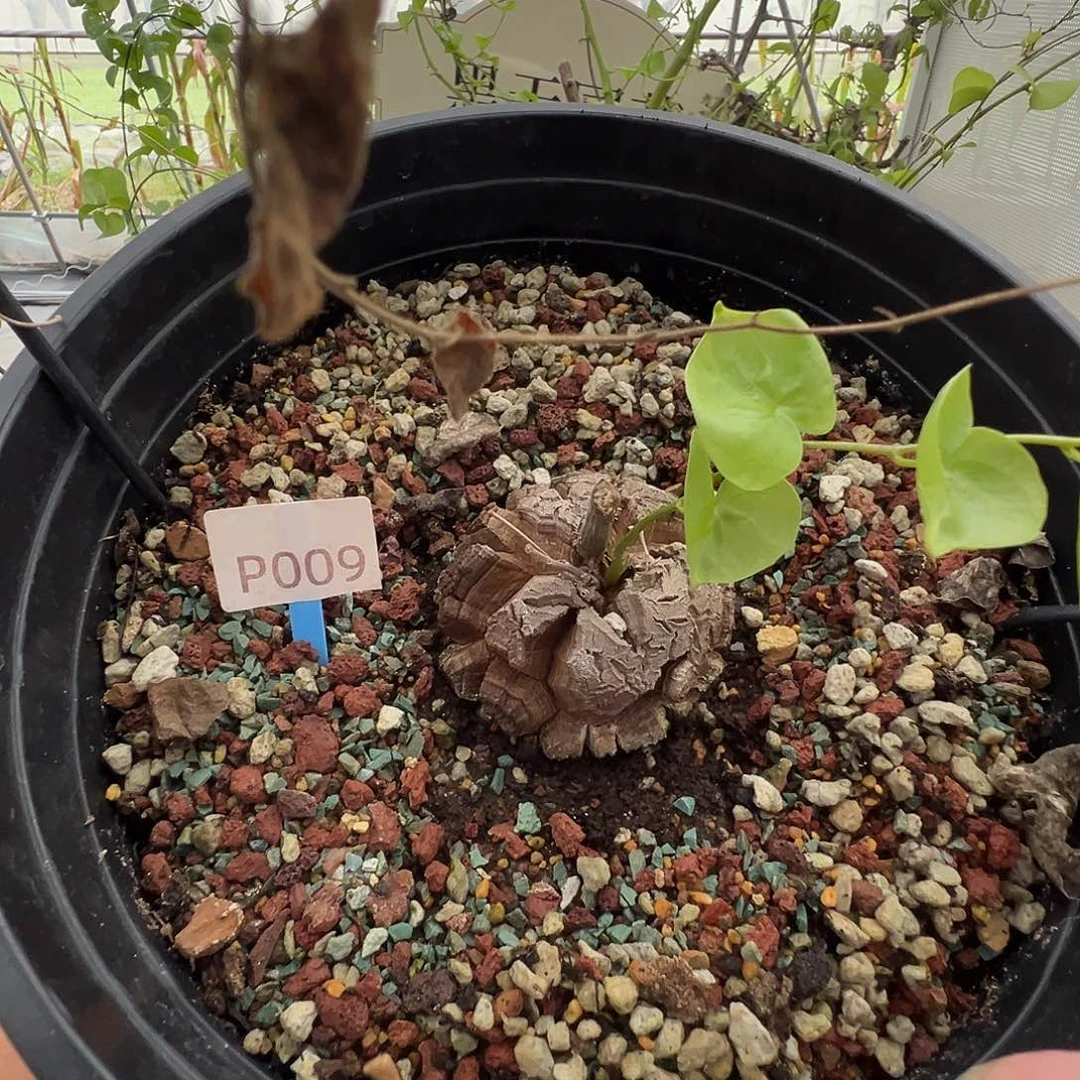 多肉植物专拍 一物一拍 南非龟甲龙009
