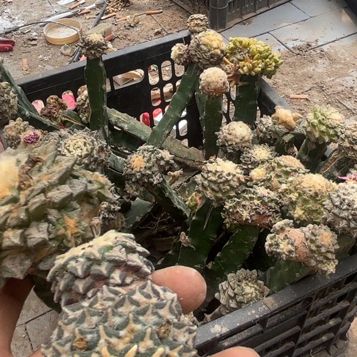 超*旺会牡丹落地发货仙人球