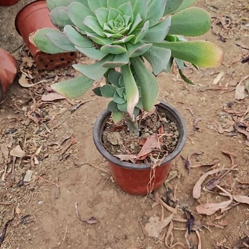 翡翠城法师加急8