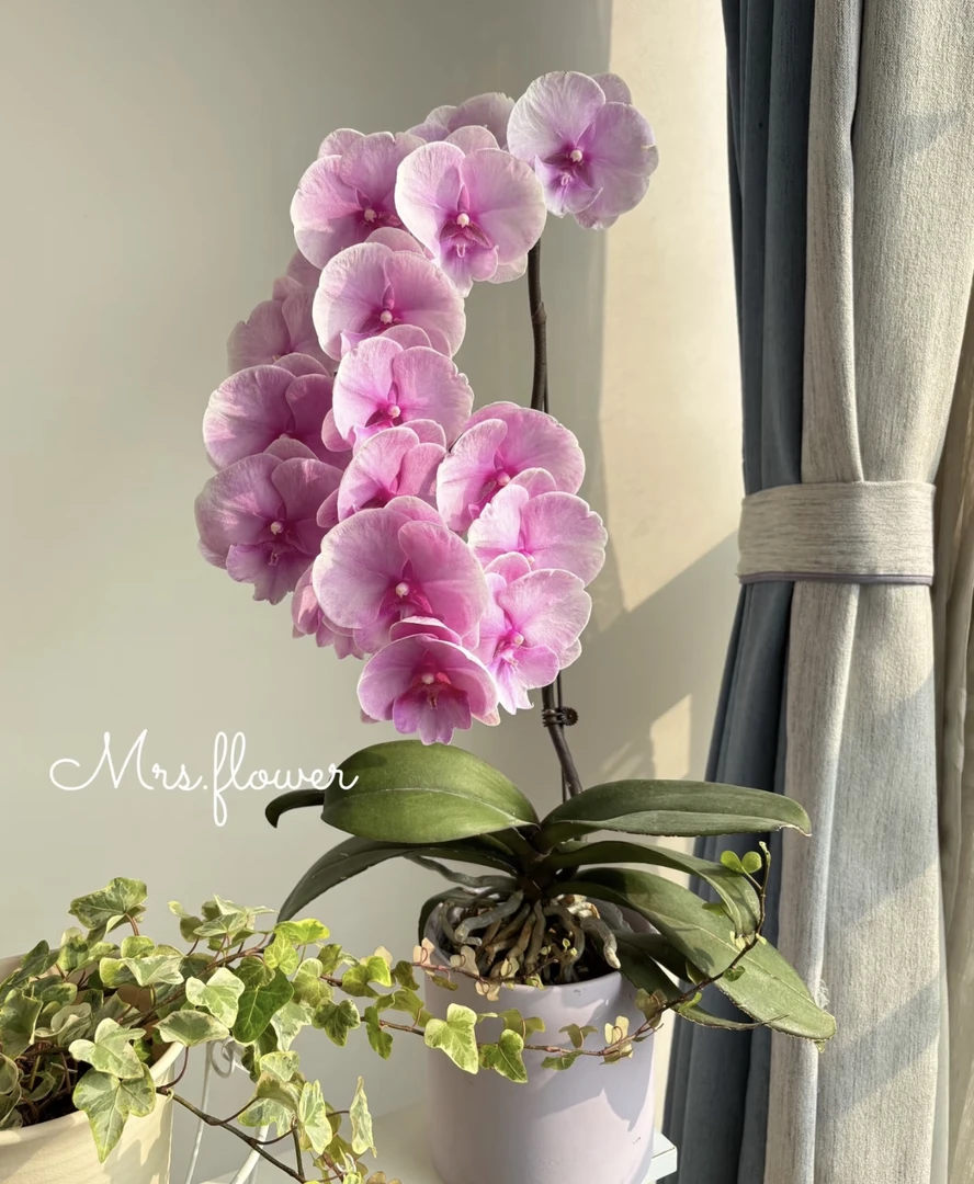 蝴蝶兰【粉迷雾】3.5杯苗无花无剑