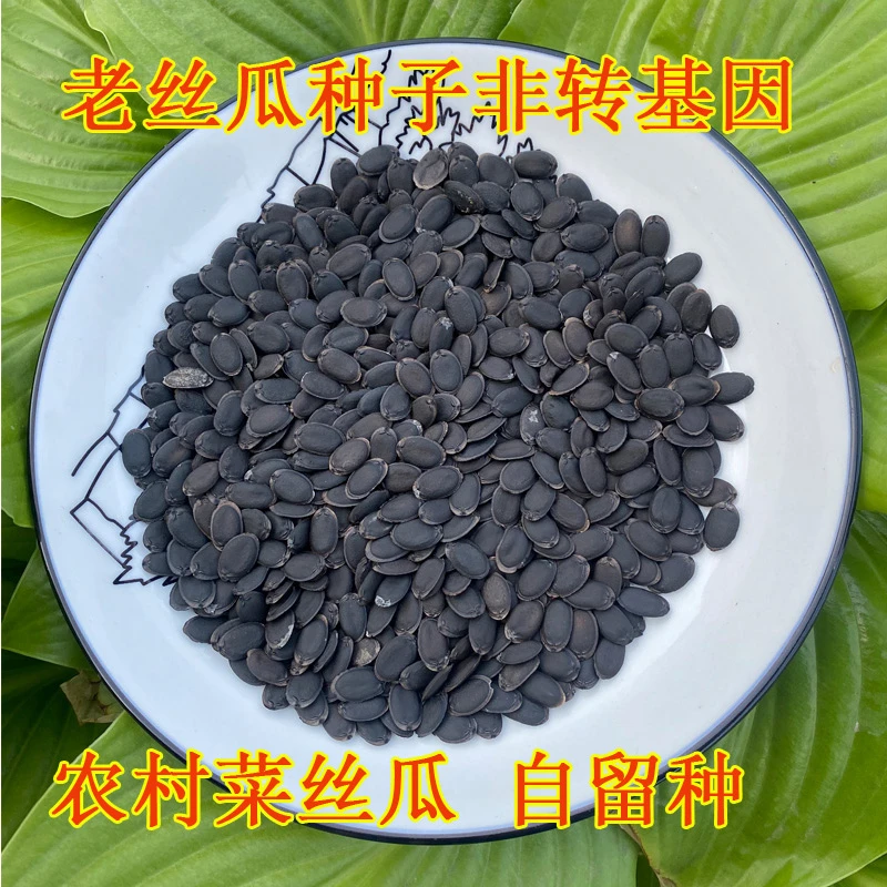 丝瓜籽农家自种丝瓜子非转基因成熟老丝瓜种子自留种做菜肉丝瓜子