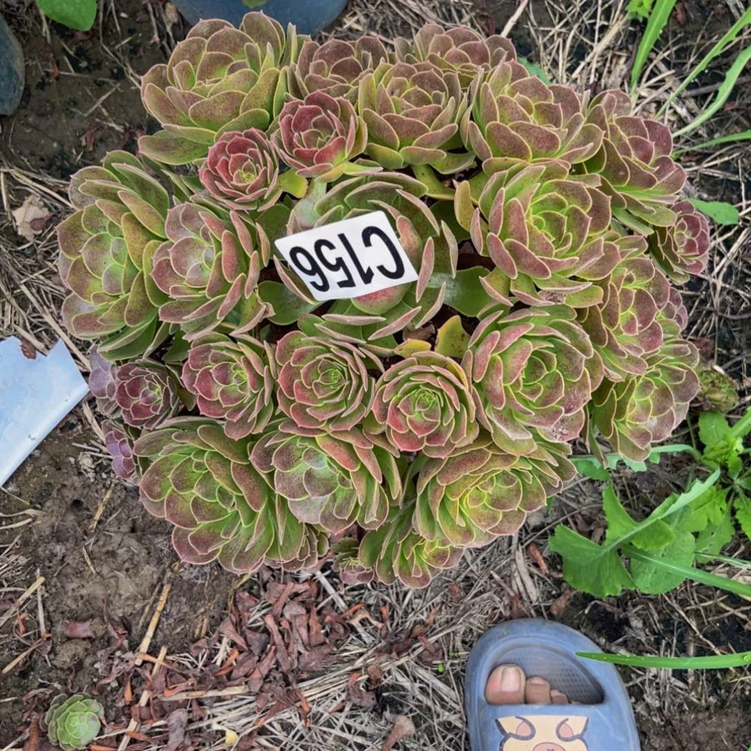 荷兰法师13////17包邮