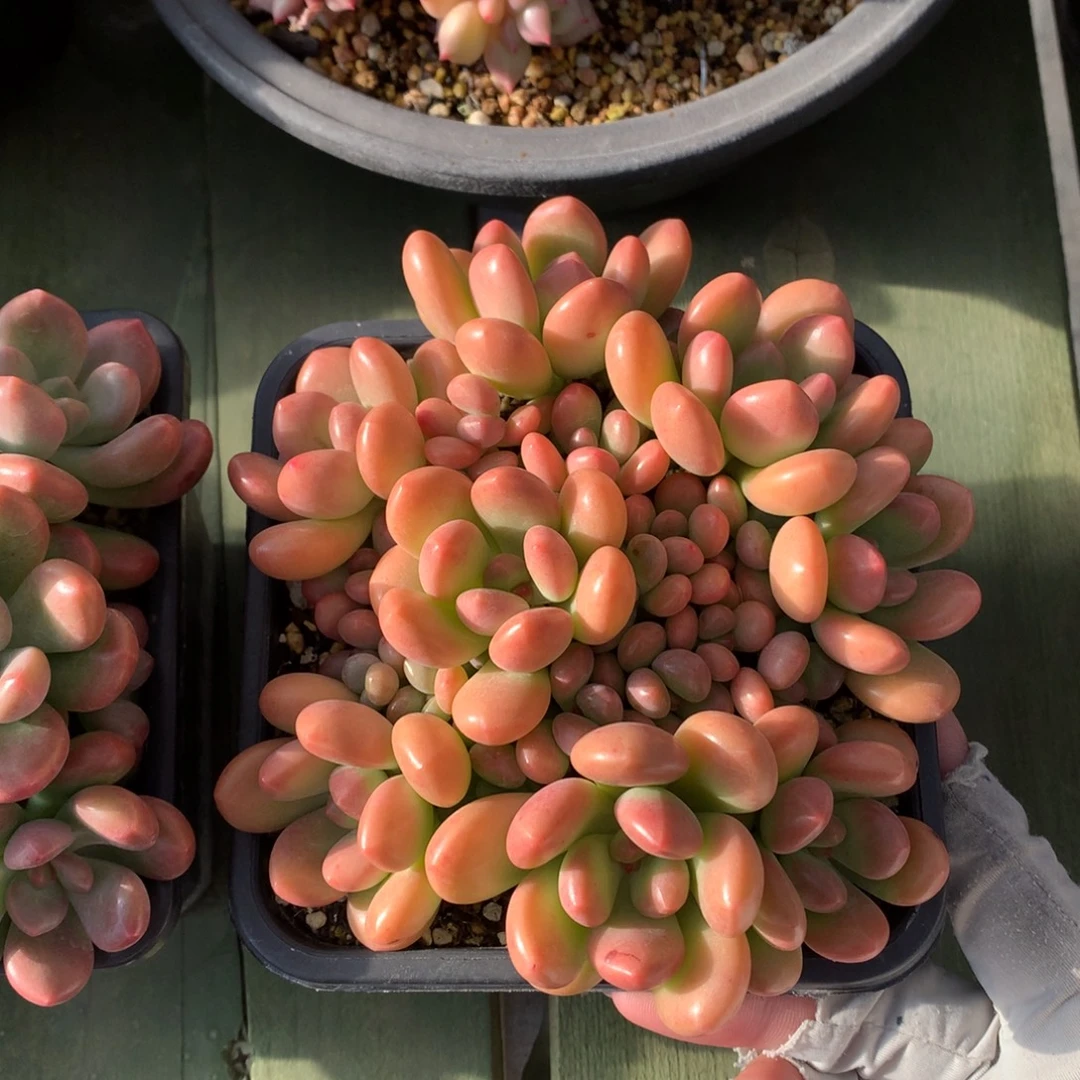 阳光玫瑰 多头  一颗