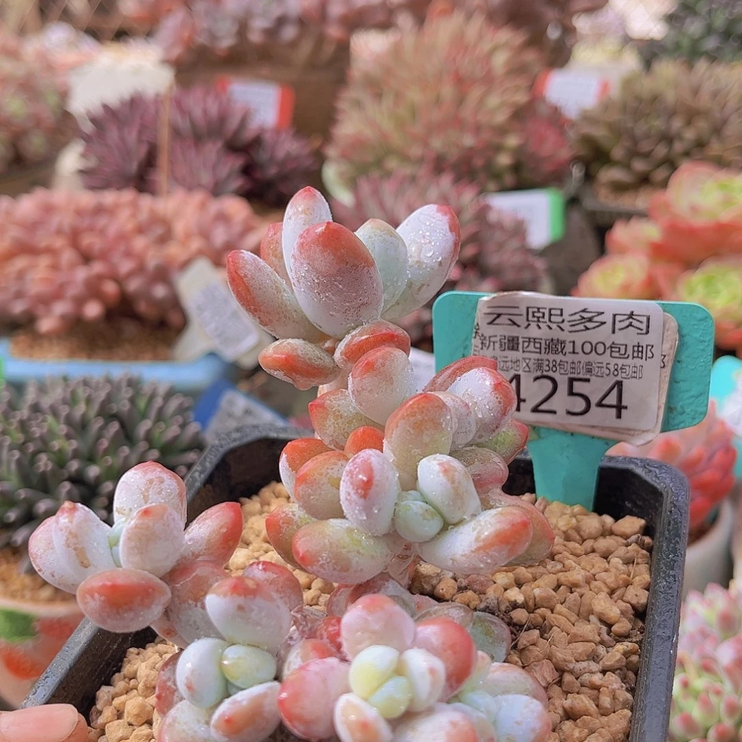 4254雪美人多肉植物