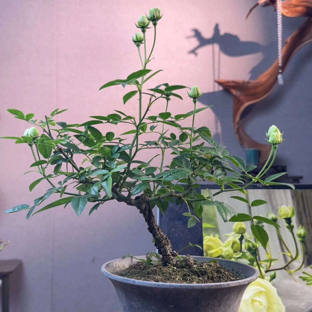 唱***）少量花朵（建议范围：2朵-5朵 或40%以下）