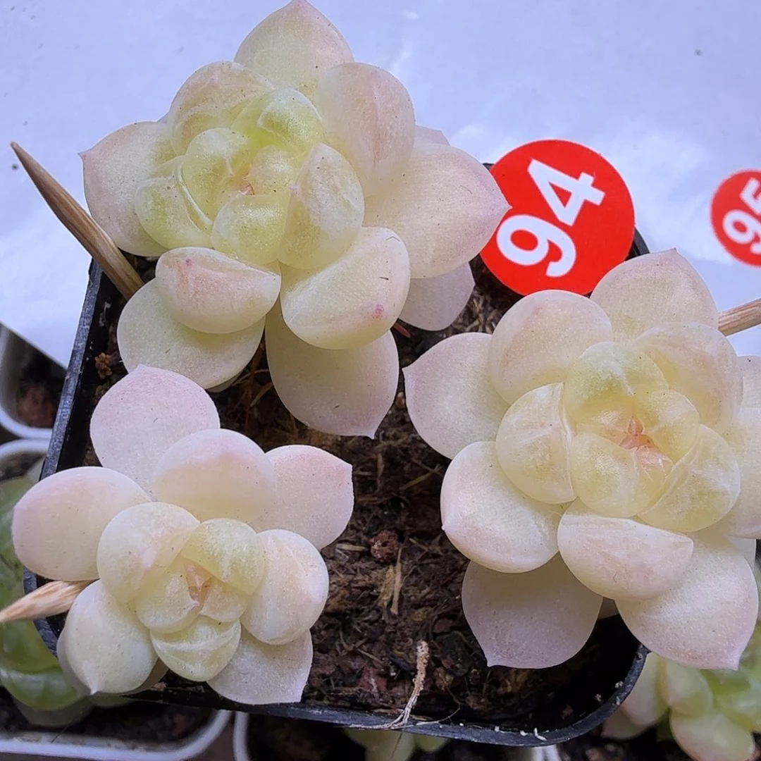 94号财富C6一物一拍