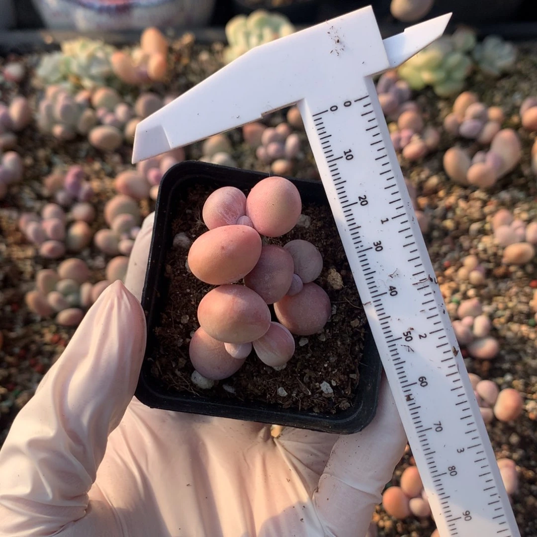 水光针奶酪多肉水光针