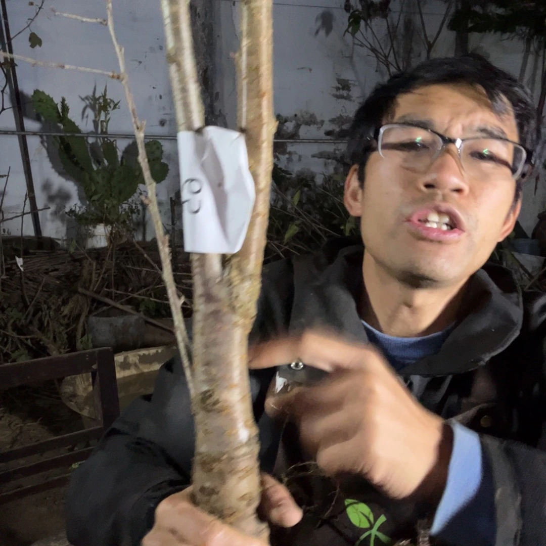 当前无花栽培后可以开花65