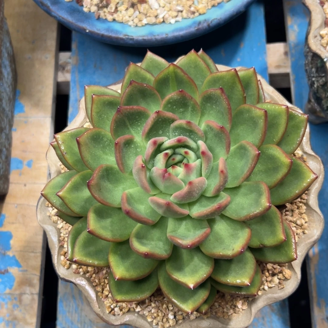 多肉植物一物一拍18