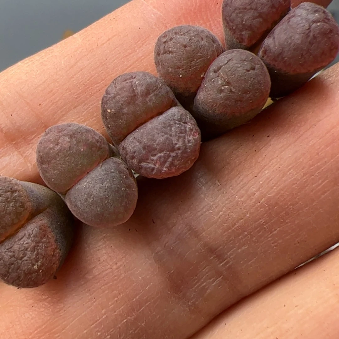 【闪购商品】000000003