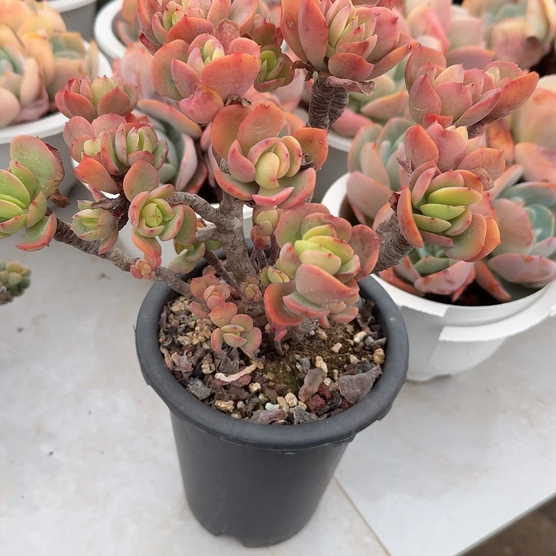 O***O克莉丝汀多肉植物一颗