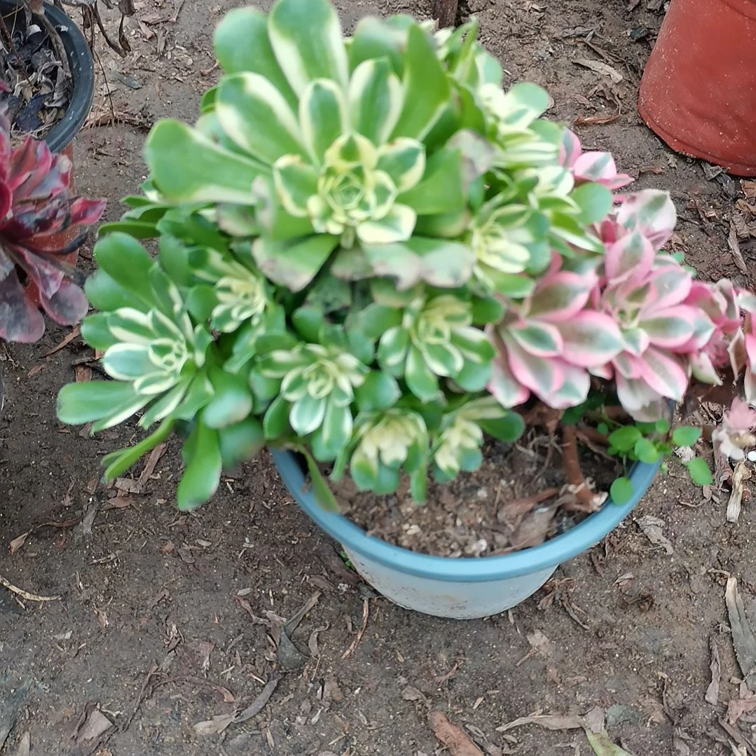 法师多肉法师多肉3-59