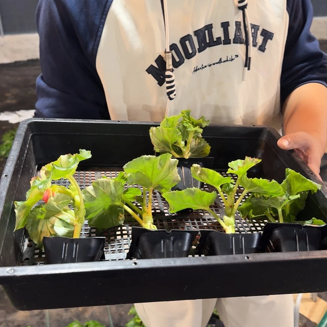 全部花苞福利五色小苗